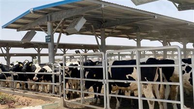 ١٢ معلومة عن مجمع الإنتاج الحيواني والألبان المتكامل بالسادات