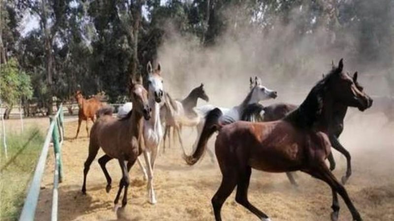 الخيول العربية المصرية