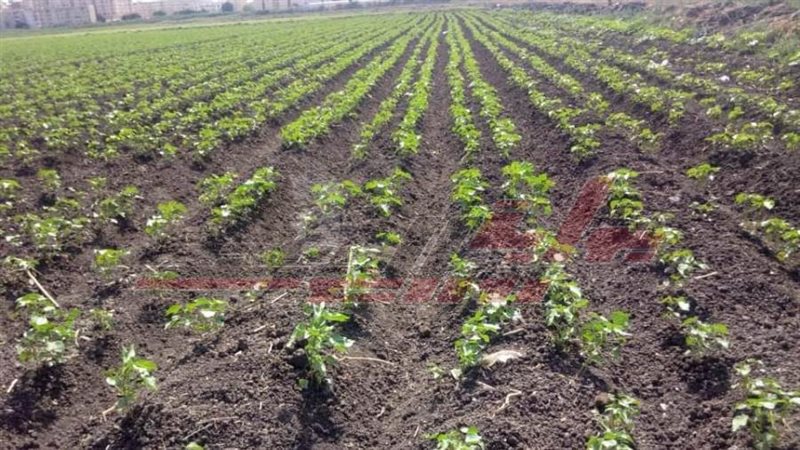 زراعة القطن