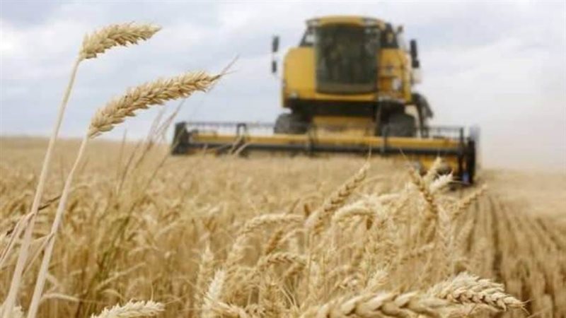 محصول القمح