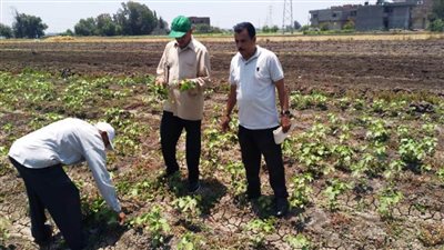 زراعة البحيرة تعلن مساحات القطن والأرز والذرة