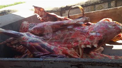 ضبط 34 طن لحوم وجبن غير صالحة واحتكار 25 طن حبوب متنوعة بكفر الشيخ