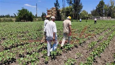 استمرار المتابعة الدورية للمحاصيل الصيفية والسكرية بكفر الشيخ