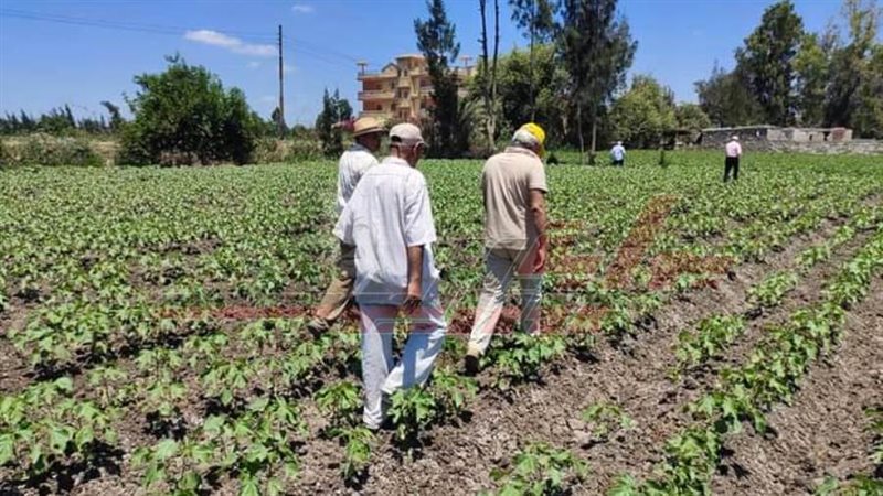 زراعة كفرالشيخ