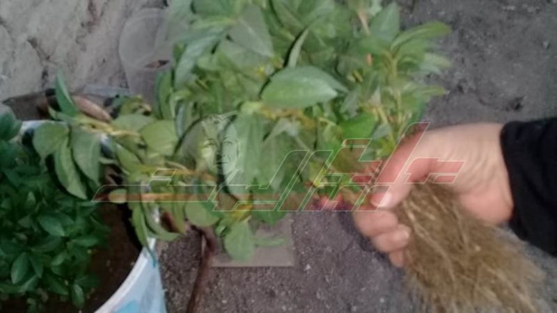 زراعة أسطح المنازل