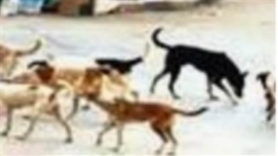 طاردتهم الكلاب الضالة.. مصرع شاب وإصابة ثلاثة في الوادي الجديد  