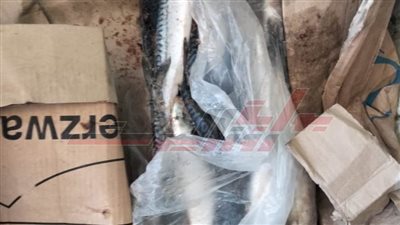 ضبط 2 طن و330 أسماكا مجمدة ورنجة غير صالحة بكفر الشيخ