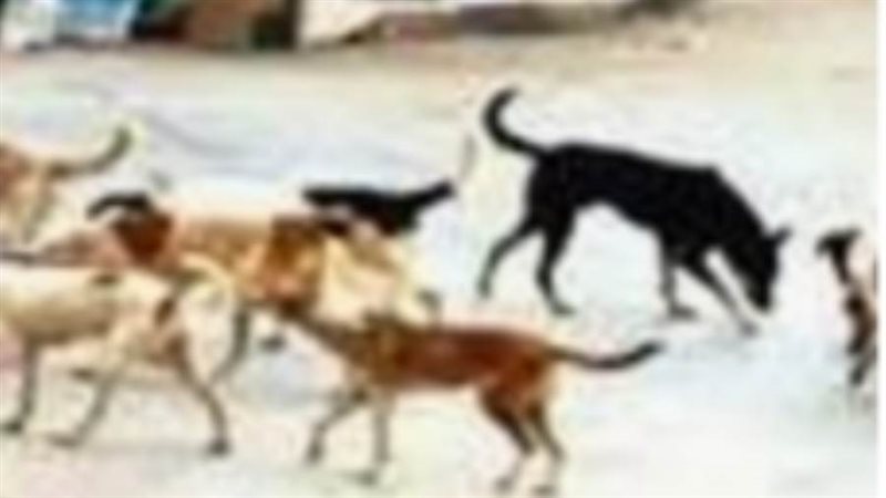 مصرع شاب بسبب الكلاب