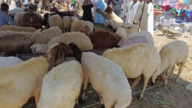 ارتفاع أسعار لحوم