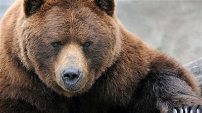 الدب يأخذ بالثأر بعد إصابته بطلق ناري من الصياد