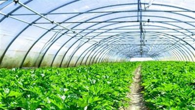 جمعية رجال الأعمال: مشروعات الصوب الزراعية لها هدف وطني وبعد اقتصادي وتنموي