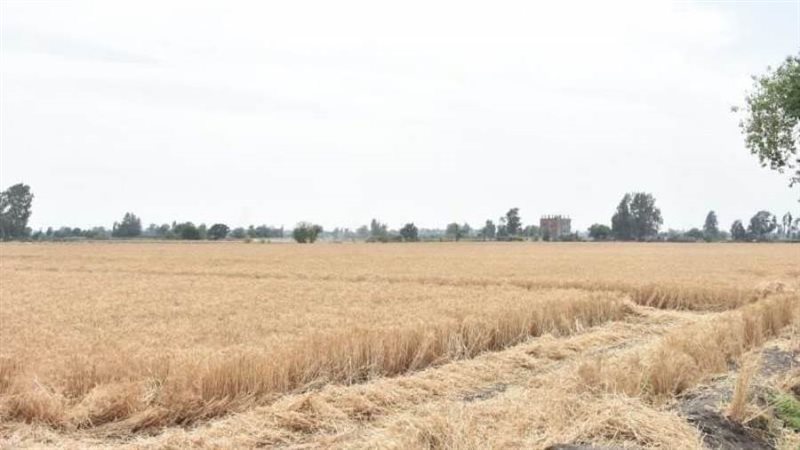 محصول القمح