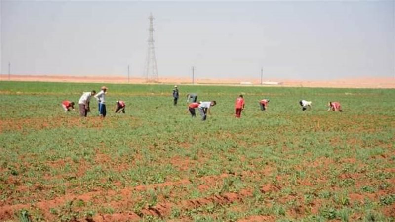 مزارع البطاطا والنباتات