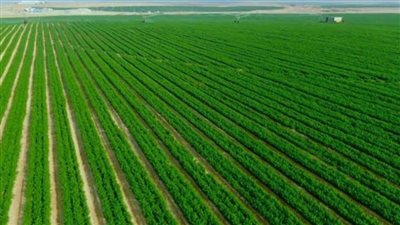 بعد 8 سنوات من رئاسة السيسي.. مشروعات زراعية عملاقة تحقق الأمن الغذائي للمصريين