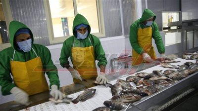 مزرعة غليون ومحطة كهرباء البرلس والرمال السوداء أبرز المشروعات القومية بكفر الشيخ 