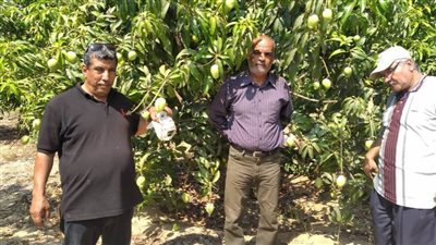 لجنة من مديرية الزراعة بالإسماعيلية تتفقد مزارع المانجو بالقنطرة شرق