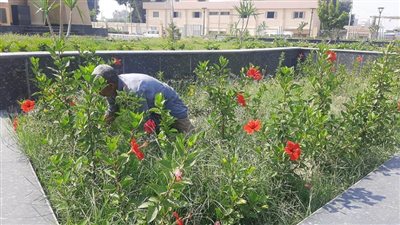 بني سويف تكثف جهودها في النظافة والرقابة على الأسواق والمجازر