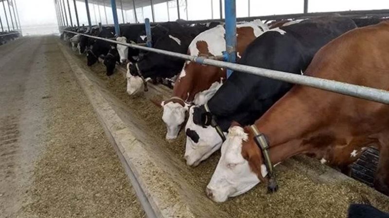 مزارع المواشي - ارشيفية