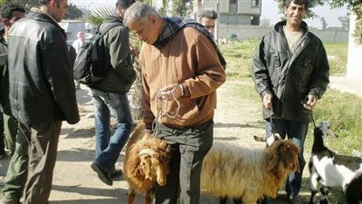 أسواق الأغنام والماعز تنتعش فى عيد الأضحى