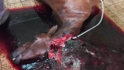 ضبط محل يذبح الأحصنة ويقوم ببيع لحومها على المحلات بالخصوص