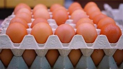 سعر الدواجن وكرتونة البيض اليوم الخميس 7 يوليو 2022