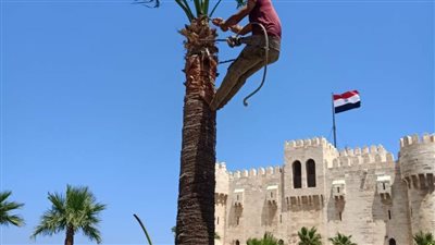 أحياء الإسكندرية تكثف أعمال رفع كفاءة الحدائق والميادين