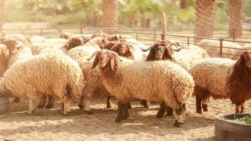 نصائح طريقة الذبح