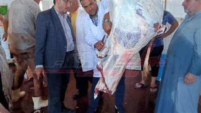 مجازر كفر الشيخ تستقبل 584 رأس ماشية وتقدم كافة الخدمات مجانًا