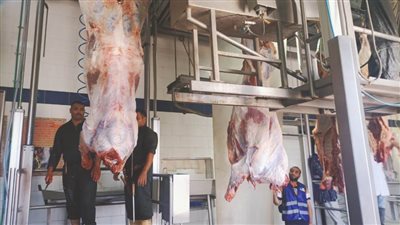 مجازر القليوبية تستقبل 577 أضحية ومنع دخول ٣ أضاحي بسبب مرضها