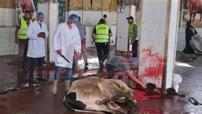 الأورمان مستمرة بذبح وتوزيع لحوم أضاحيها للأسر الأولى بالرعاية في كفر الشيخ
