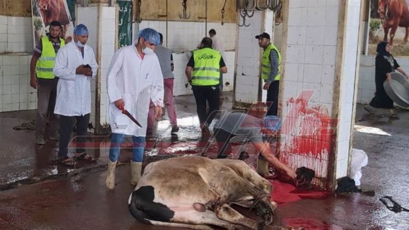 ذبح الأضاحي