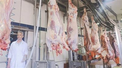 ذبح 2062 أضحية بمجازر القليوبية خلال عيد الأضحى المبارك 