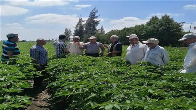 الزراعة تتابع المحاصيل الصيفية ومحطات التقاوي تواصل العمل استعدادا للموسم الشتوى مبكرا