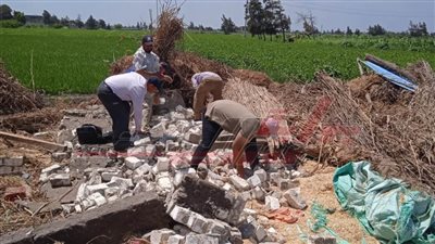 كفر الشيخ تزيل حالات التعدي على الأراضى الزراعية