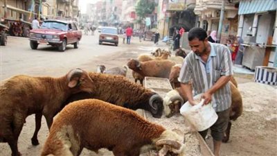 حكم نهائي يحظر زرائب المواشي داخل المنازل السكنية بالمدن أو أمامها