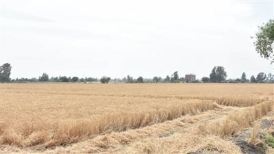 محافظ الشرقية يتابع انتظام توريد القمح للصوامع والشون 