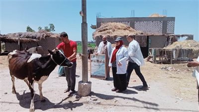 تحصين ١٨٢٩٠ رأس ماشية ضد الحمى القلاعية والوادي المتصدع بالبحيرة