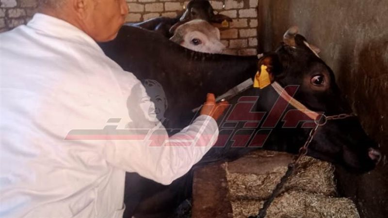 تحصين المواشي