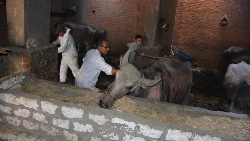 تطعيم المواشى