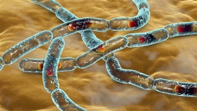 كرواتيا: نفوق عشرات رؤوس الماشية إثر إصابتها بالجمرة الخبيثة