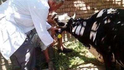 تحصين 5 آلاف رأس ماشية للوقاية من الحمى القلاعية بالشرقية 