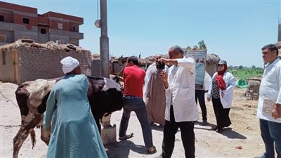 تحصين ٥٧٧٧٤ رأس ماشية وأغنام في حملة مكبرة بالبحيرة