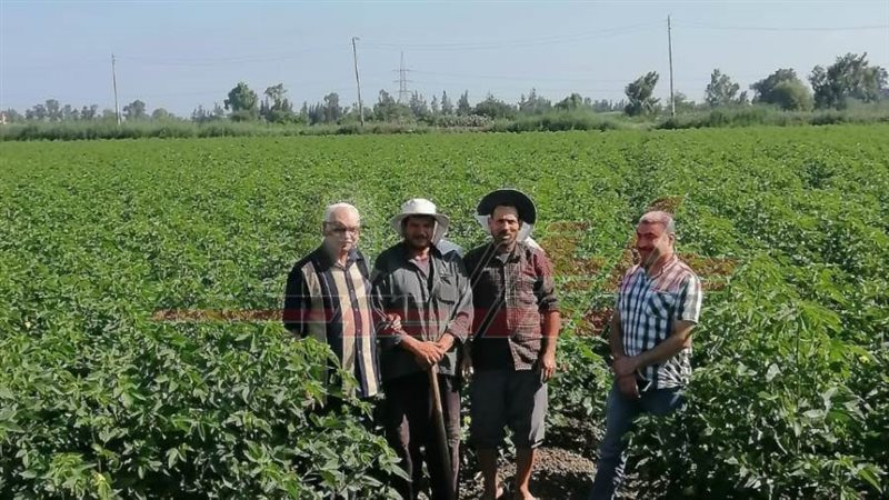 زراعة القطن