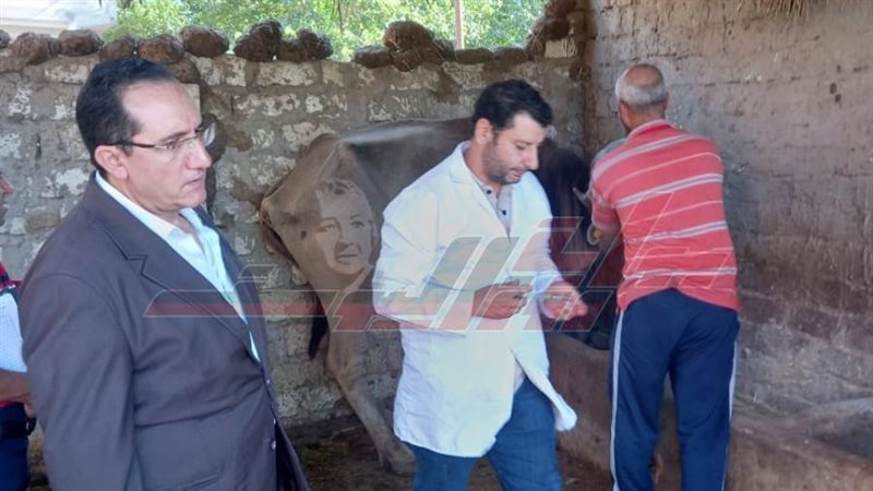 تحصين المواشي