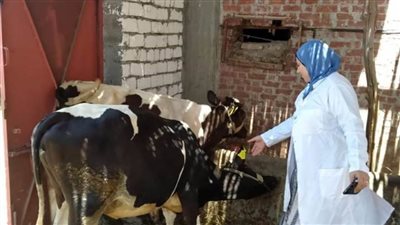 تحصين 91605  رأس ماشية ضد الحمى القلاعية بالبحيرة