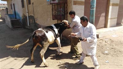 تحصين ١٠٠ ألف رأس ماشية ضد مرضي الحمى القلاعية والوادي المتصدع بالبحيرة 