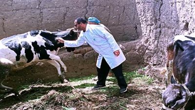 تحصين 6053 رأس ماشية ضد مرضى الحمى القلاعية بالأقصر