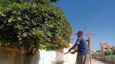 تكثيف أعمال الإنارة وقص الأشجار بـ