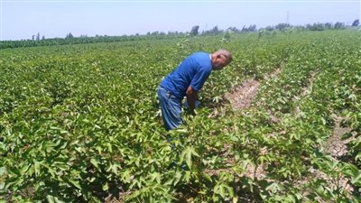 بدء الرش الوقائي لمحصول القطن ومتابعة يومية بالبحيرة