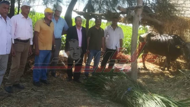 لجان تحصين الماشية